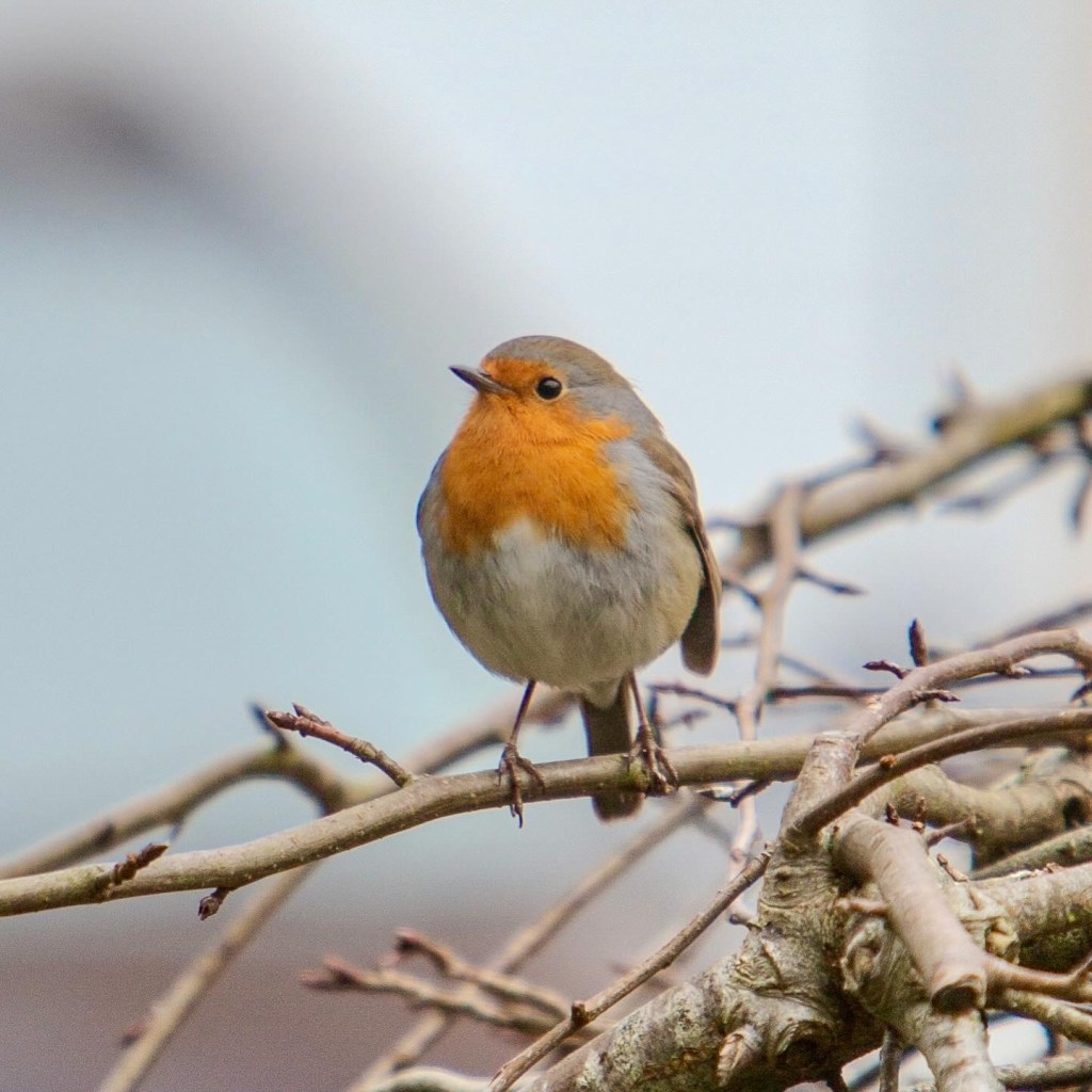 Robin